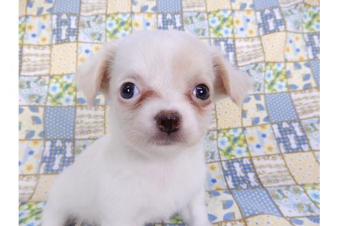 成約済の千葉県のチワワ(ロングコート)-98486の10枚目